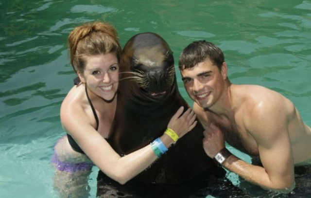 Conociendo a un lobo marino
